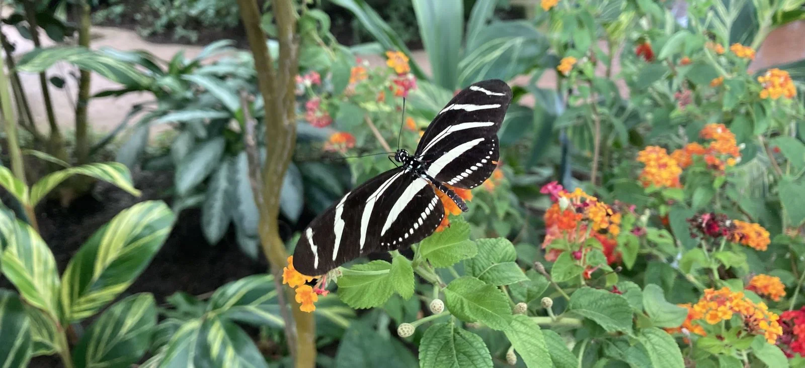 Mariposarium Benalmadena